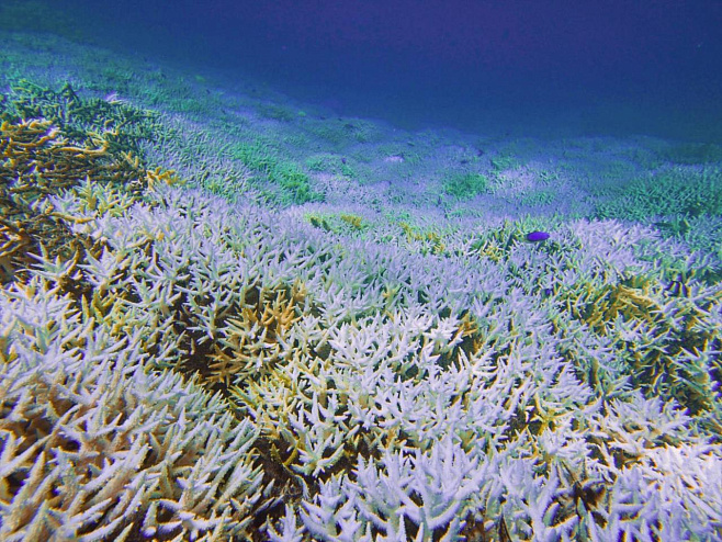Повышение температуры океана оказывает более пагубное воздействие на коралловые рифы, чем считали ученые