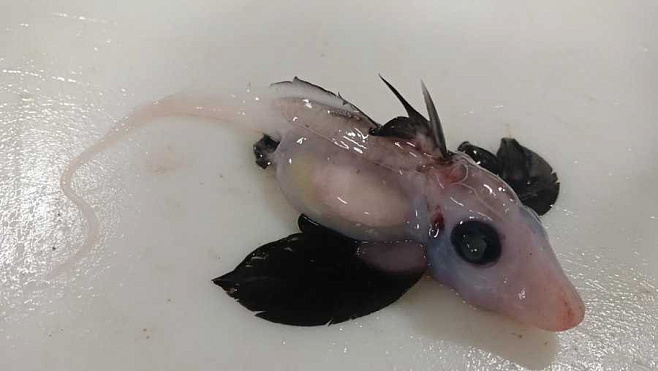 В водах Тихого океана нашли новорожденную рыбу-химеру