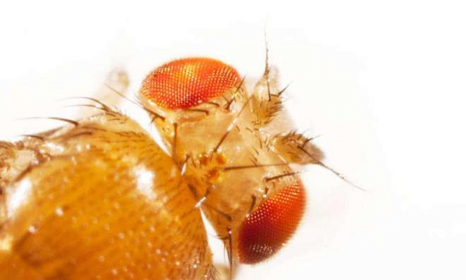 FLIVVER: алгоритм, основанный на движениях насекомых