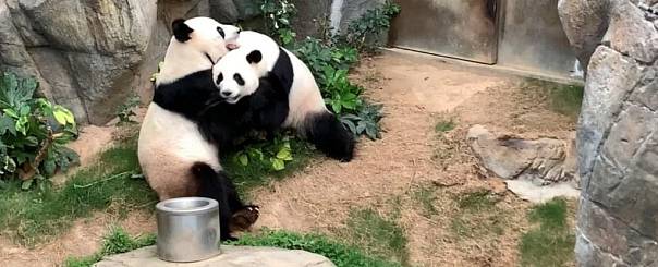 Благодаря коронавирусу в Гонконге впервые спарились панды, живущие вместе уже десять лет