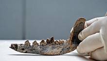 Обнаружена, возможно, самая древняя кость собаки на территории Америки