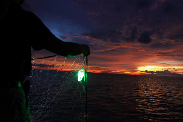 Сети с подсветкой повышают эффективность рыболовства и сокращают прилов акул
