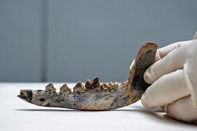Обнаружена, возможно, самая древняя кость собаки на территории Америки