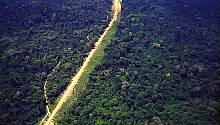 Шрамы на изумруде Амазонии 
