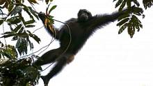 Человекообразные обезьяны могут потерять ареал обитания в ближайшие 30 лет