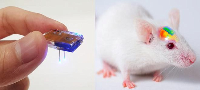 Кокаин, мозговой имплант и приложение для смартфона позволили получить управление над крысами