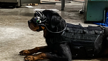 Собак армии США экипируют очками дополненной реальности
