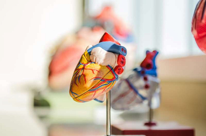 «Бионический» кардиостимулятор способен учитывать естественный ритм сердцебиения
