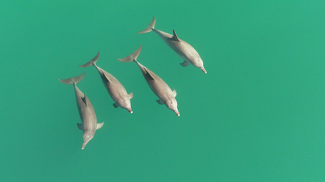 Дельфины делят своих сородичей на «друзей» и «врагов»