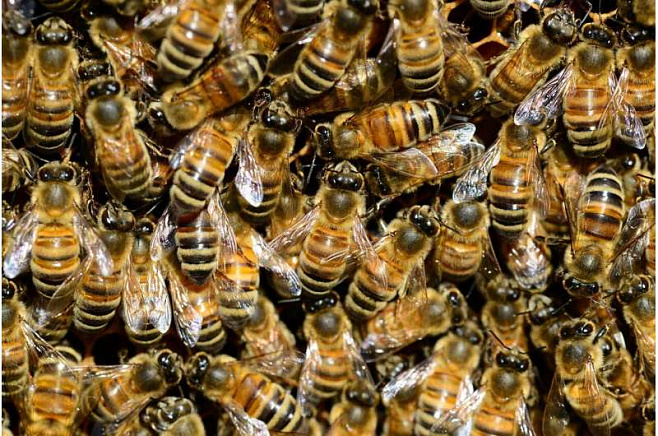 Компонент пчелиного яда может помочь доставлять лекарства в мозг