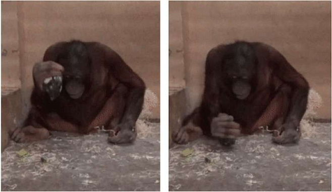 Орангутаны умеют разрезать предметы при помощи камня