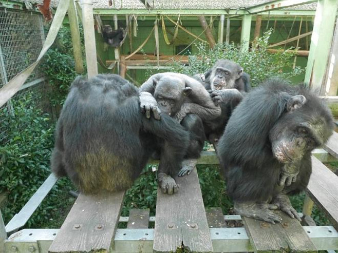 Шимпанзе объединяются, чтобы дать отпор общему противнику