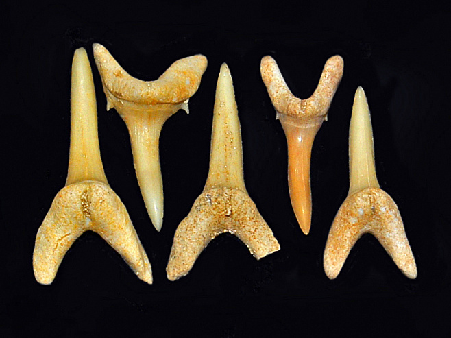 Зубы доисторических акул содержат информацию о климате прошлого