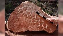 Обрушение скалы в Гранд-Каньоне раскрыло следы возрастом 313 миллионов лет 