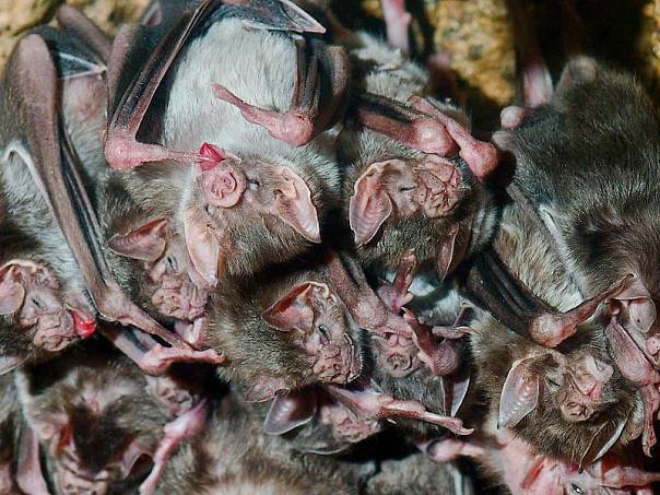 Больные самки летучих мышей продолжают заботится о потомстве