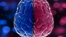 Андрогинность мозга распространена шире, чем мы думали  