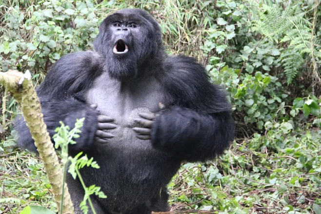 Определена причина, по которой гориллы бьют себя в грудь