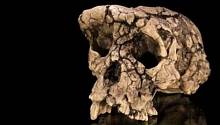 Кому принадлежал череп возрастом в 7 миллионов лет? Ученые запутались 