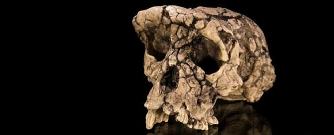Кому принадлежал череп возрастом в 7 миллионов лет? Ученые запутались 