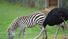 Кризис идентичности: страус из британского сафари-парка начал считать себя зеброй