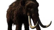 Если бы не люди, шерстистые мамонты могли прожить на 4 000 лет дольше          