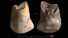 В Италии найден молочный зуб одного из последних неандертальцев