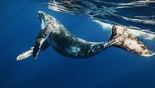 Горбатые киты обновляют свой песенный репертуар каждые несколько лет