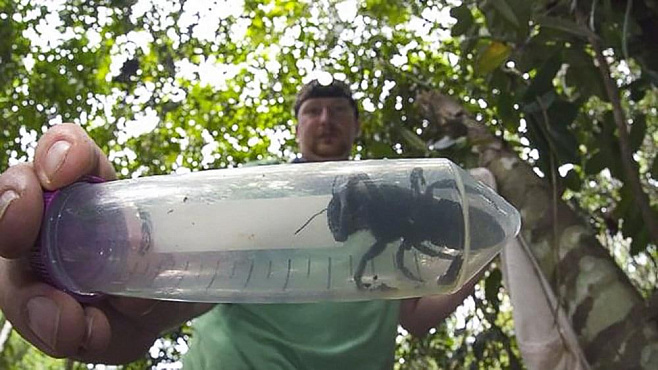 В Индонезии найдена самая большая пчела в мире 