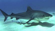 Ученые объяснили стиль плавания тигровых акул