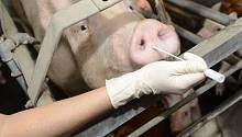 Свиньи могут стать источником новой коронавирусной эпидемии  