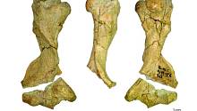 В Румынии нашли кость панголина времён плейстоцена