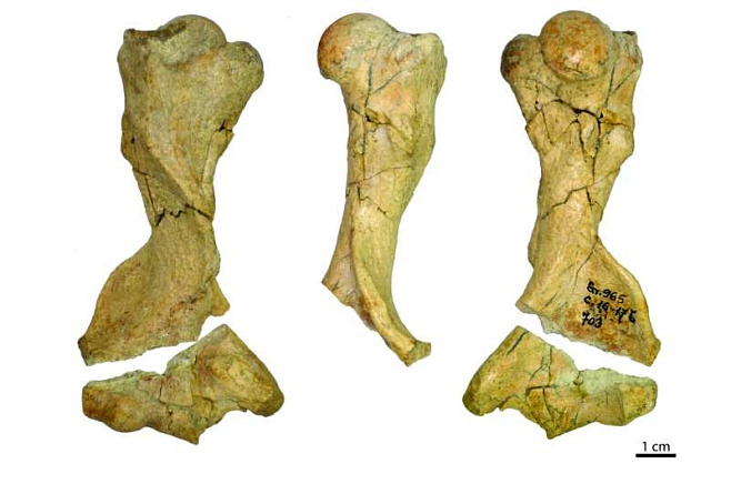 В Румынии нашли кость панголина времён плейстоцена