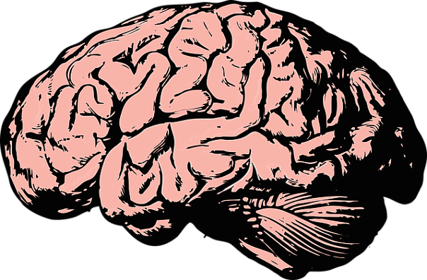 Ученые обнаружили механизм, контролирующий размер мозга 