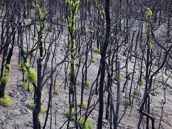 Деревья Австралии восстанавливаются после пожаров