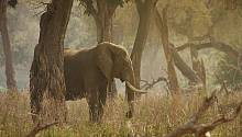 Берег Слоновой Кости без слонов?