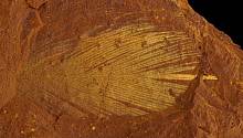 Древние окаменелости в Австралии доказывают разнообразие жизни 11-16 миллионов лет назад