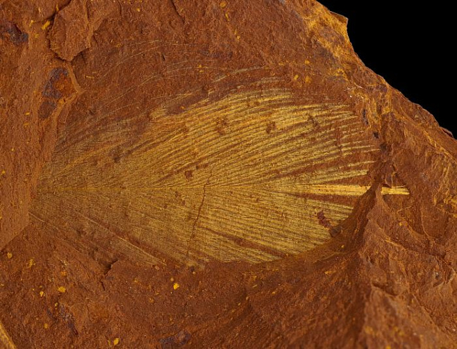Древние окаменелости в Австралии доказывают разнообразие жизни 11-16 миллионов лет назад