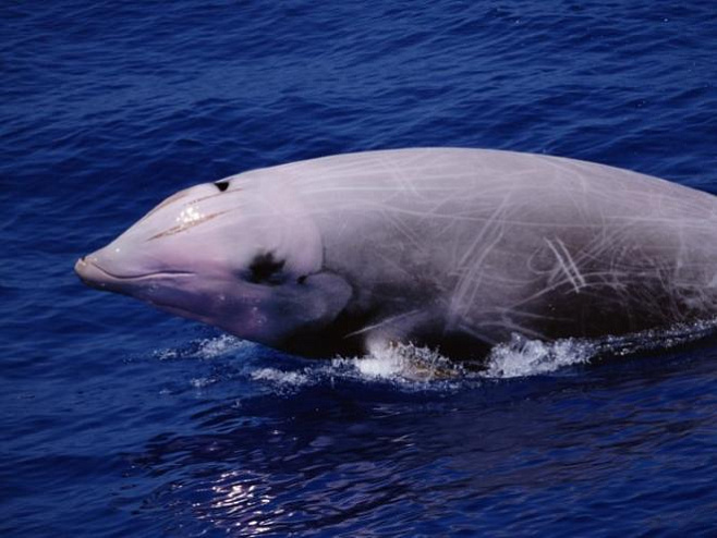 «Улыбающиеся» киты могут совершать рекордные погружения 