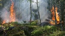 В России ликвидировали все лесные пожары