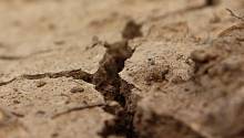 Генетически модифицированные микробы в почве могут предотвратить опустынивание местности
