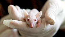 Новые результаты в исследовании эмоций мышей