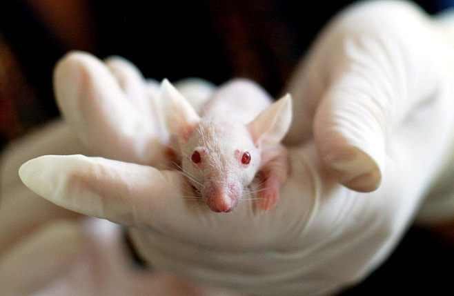 Новые результаты в исследовании эмоций мышей