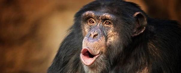 Ритмы движения губ шимпанзе похожи на ритмы человеческой речи