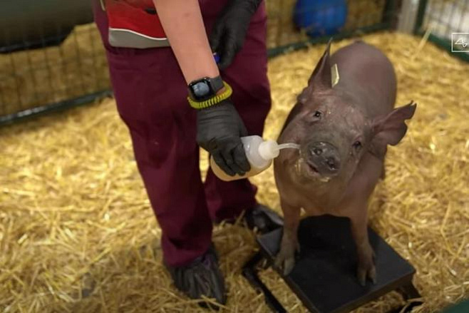 Илон Маск продемонстрировал мозговой имплантат Neuralink, вживленный свинье 