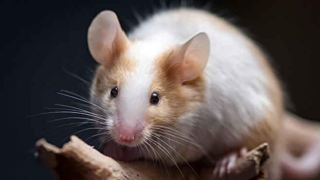 Учёные смогли «омолодить» старых мышей с помощью крови молодых