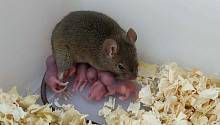 Мышь с отредактированными генами смогла родить потомство без оплодотворения
