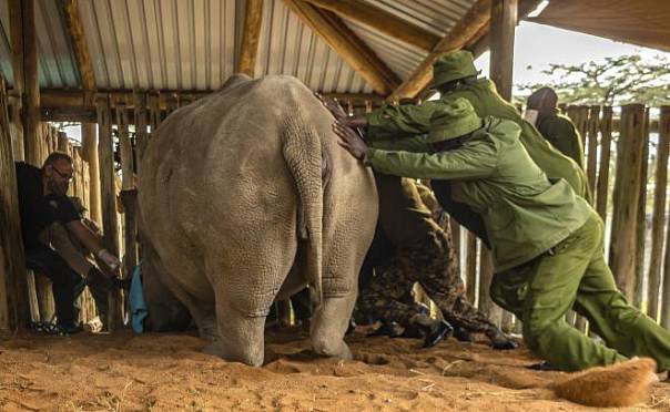 Ученые пытаются спасти белых носорогов от вымирания