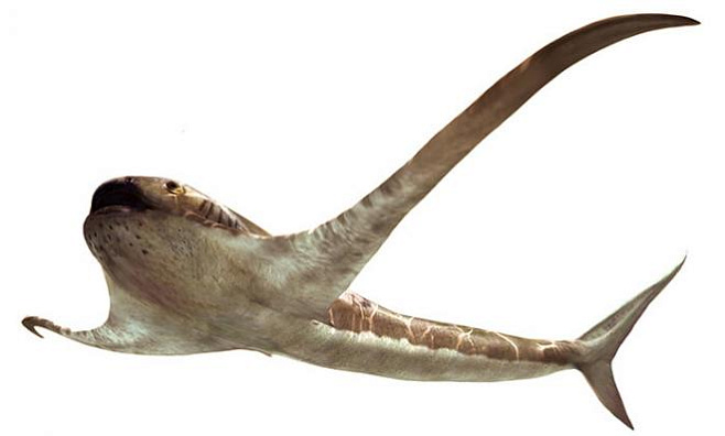 Найдены останки доисторической акулы, плавники которой напоминают крылья