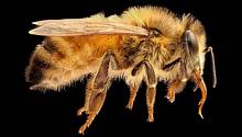 В яде медоносной пчелы содержится молекула, уничтожающая раковые клетки 