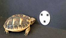 Новорожденные черепахи сразу же направляются в сторону объектов, напоминающих лицо